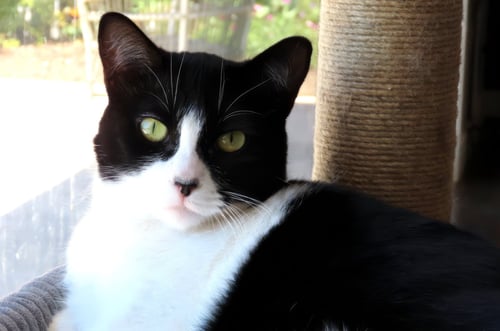OLIVE - Domestic Short Hair available for adoption