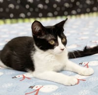Olive & Dottie - Photo 11