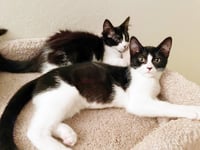 Olive & Dottie - Photo 14