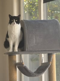 Olive - Photo 5