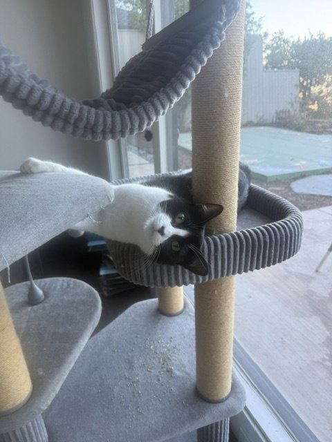 OLIVE & DOTTIE - Domestic Short Hair available for adoption