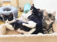Olive & Dottie - Photo 12
