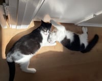 Olive & Dottie - Photo 4