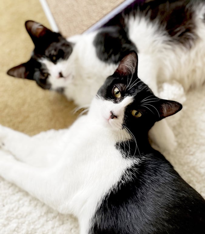 Olive & Dottie Image