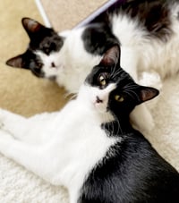 Olive & Dottie - Photo 1