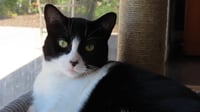 Olive - Photo 1