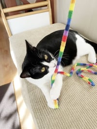Olive & Dottie - Photo 6