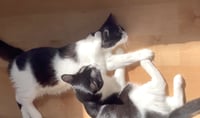Olive & Dottie - Photo 5