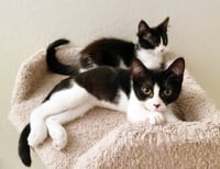 Olive & Dottie - Photo 8