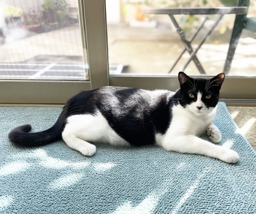OLIVE & DOTTIE - Domestic Short Hair available for adoption