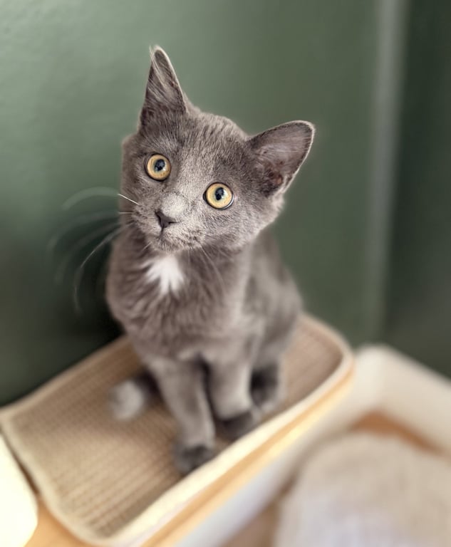 Gandalf Image