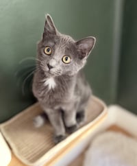 Gandalf - Photo 1