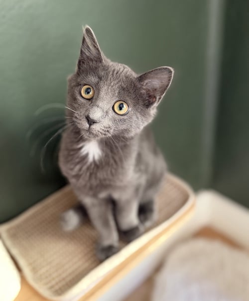 GANDALF - Domestic Medium Hair available for adoption
