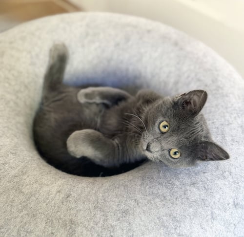 GANDALF - Domestic Medium Hair available for adoption