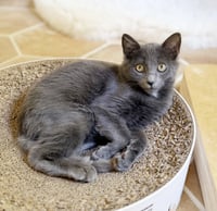 Gandalf - Photo 6