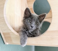 Gandalf - Photo 4