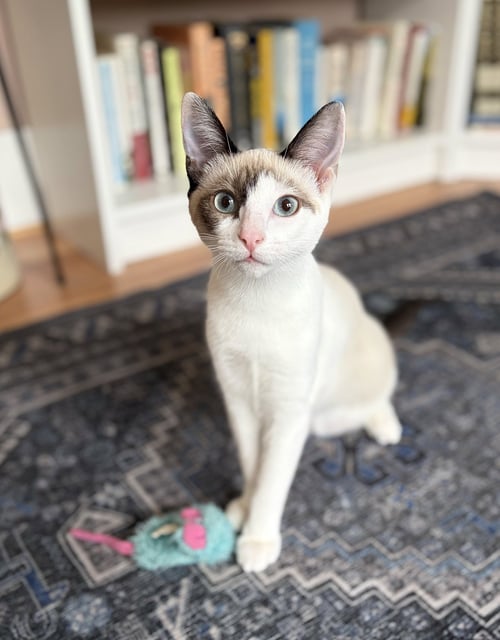 VERA - Snowshoe / Siamese available for adoption