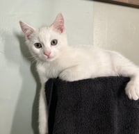 Luna - Photo 3