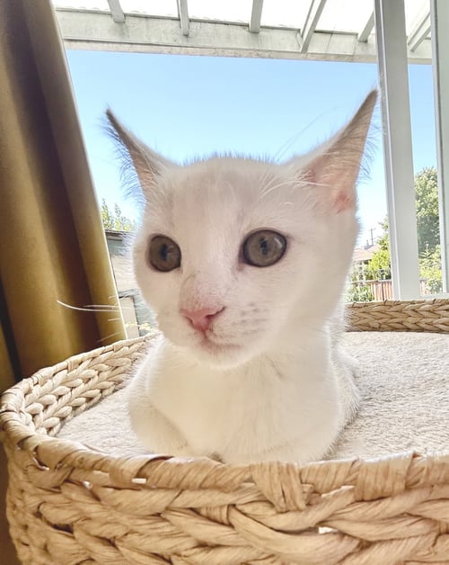 LUNA - Domestic Short Hair available for adoption