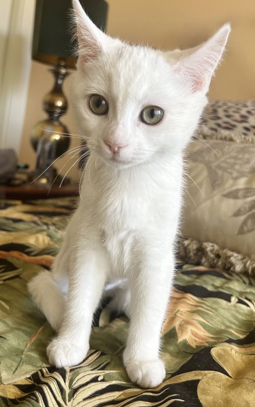 LUNA - Domestic Short Hair available for adoption