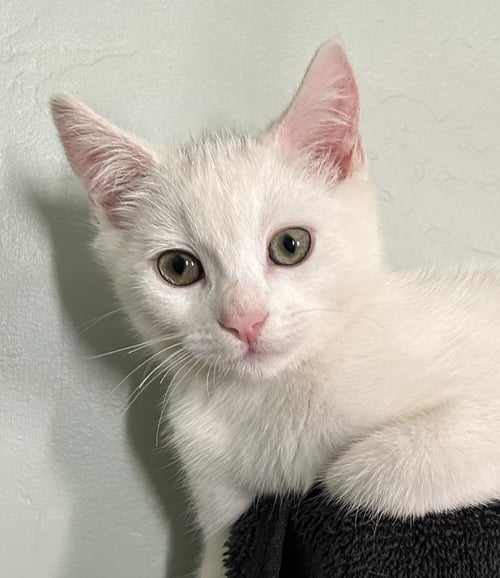 LUNA - Domestic Short Hair available for adoption