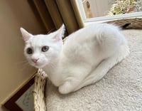 Luna - Photo 6
