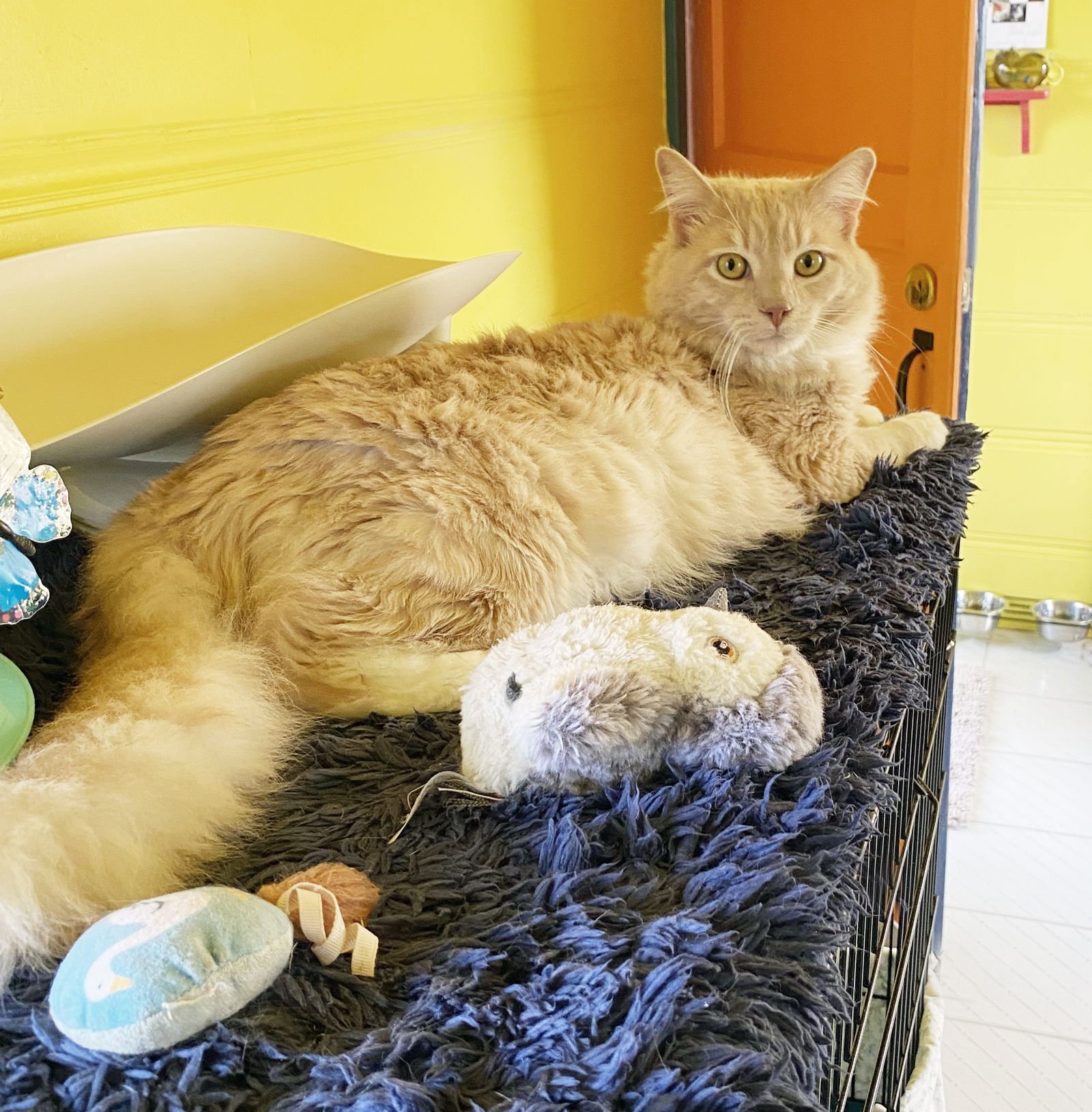 HENRY - Tabby available for adoption