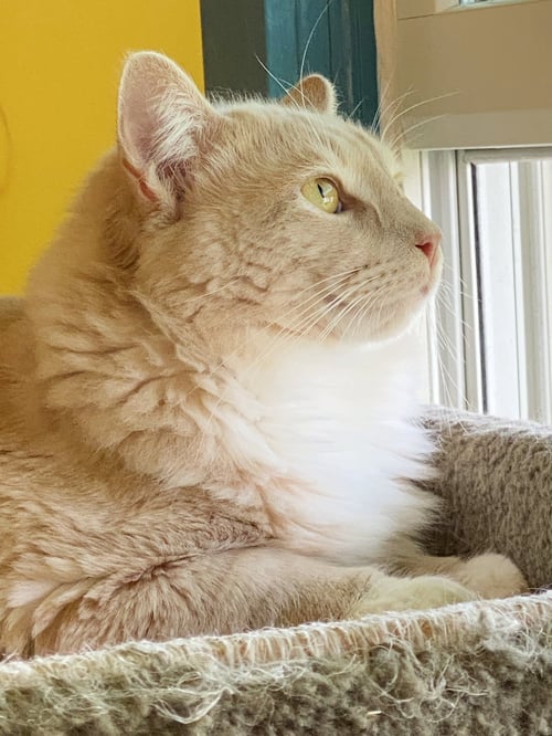 HENRY - Tabby available for adoption