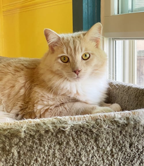 HENRY - Tabby available for adoption