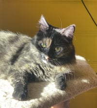 Sadie - Photo 3