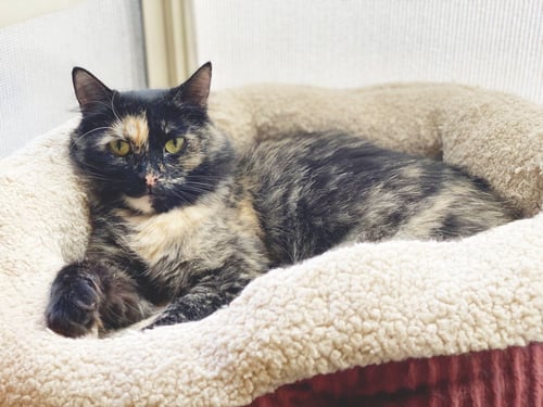 SADIE - Domestic Medium Hair available for adoption