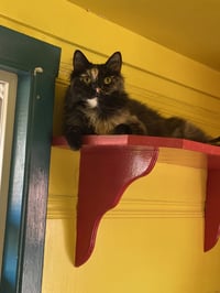 Sadie - Photo 5
