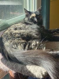 Sadie - Photo 4