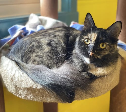 SADIE - Domestic Medium Hair available for adoption