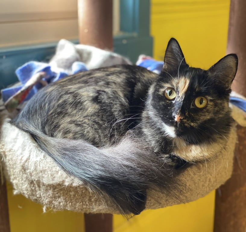 Sadie Image