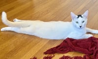 Strudel - Photo 5