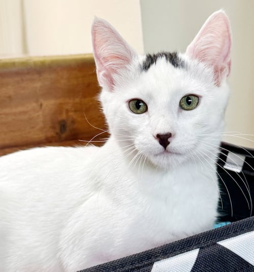 STRUDEL - Domestic Short Hair available for adoption