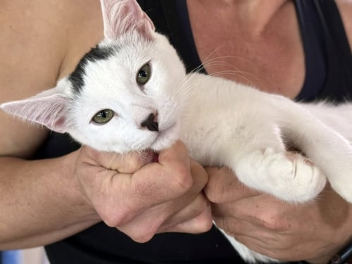 STRUDEL - Domestic Short Hair for adoption in San Francisco
