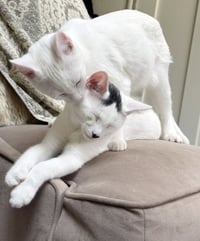 Strudel - Photo 4