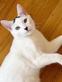 Strudel - Photo 2
