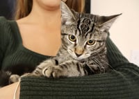 Milo - Photo 6