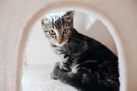 Milo - Photo 3