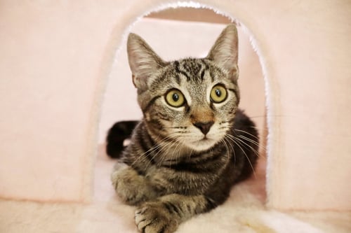 MILO - Tabby available for adoption