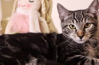 Milo - Photo 4