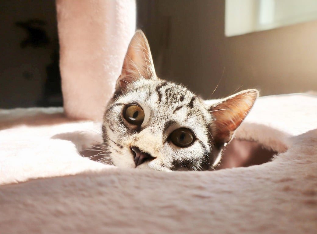 Milo Image