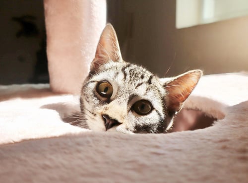 MILO - Tabby available for adoption