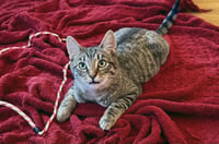 Momo - Photo 4