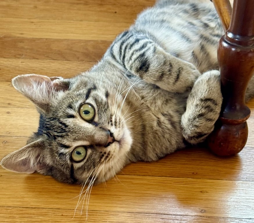 Momo Image