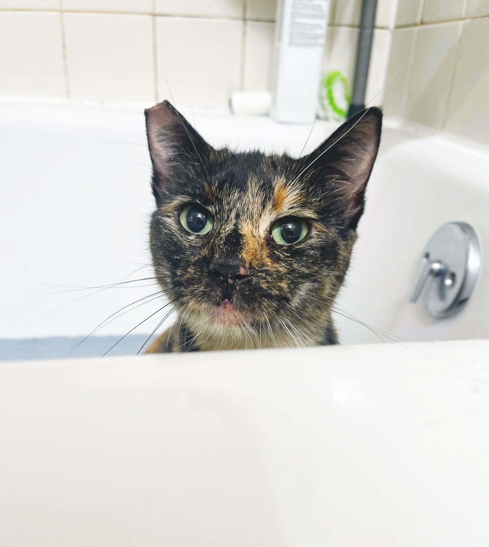 CHAI - Tortoiseshell available for adoption