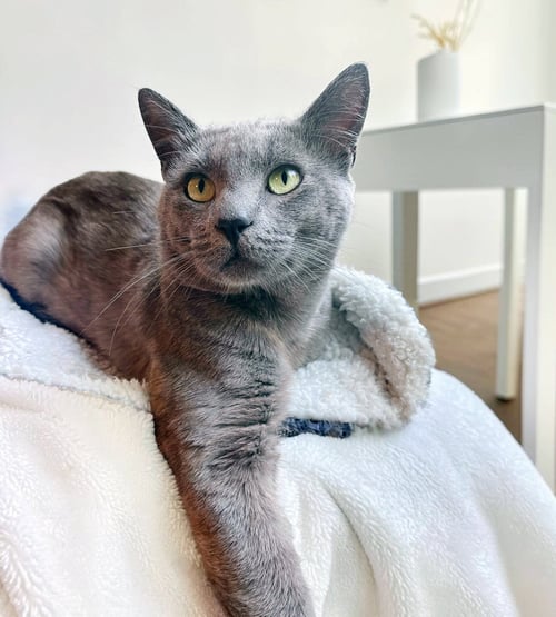 BEAR - Domestic Short Hair available for adoption